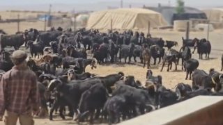 الرعب في تجمع الكعابنة..المستوطنون يواصلون جرائمهم