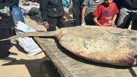 شرطة البلديات بخانيونس تتلف “سمكة الشمس” السامة