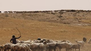 مستوطنون يسرقون 80 رأس غنم في كفر مالك شرق رام الله