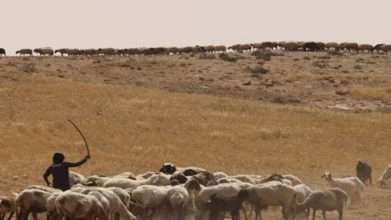 مستوطنون يسرقون 80 رأس غنم في كفر مالك شرق رام الله