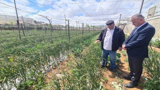 بين الإفلاس والنجاة… مزارعون يغرقون بالديون وتجربة “الثوم” تفتح باب الأمل في الخليل
