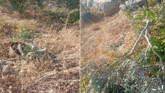 مستوطنون يقطعون 150 شجرة في ياسوف شرق سلفيت