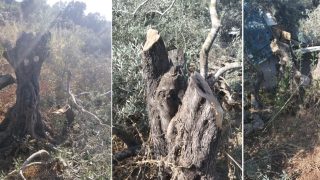 مستوطنون يقطعون 40 شجرة زيتون معمّرة جنوب سلفيت