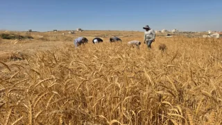 الاحتلال يمنع مزارعين من حصاد القمح في بيت فوريك شرق نابلس