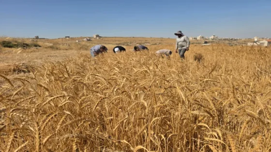 الاحتلال يمنع مزارعين من حصاد القمح في بيت فوريك شرق نابلس