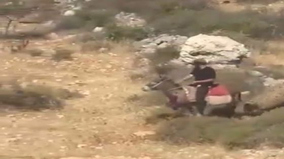مستوطنون يطلقون مواشيهم في أراضي المواطنين شرق رام الله