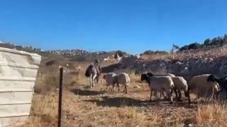 مستوطنون يتلفون أشجار زيتون ويستخدمون أغصانها لرعي مواشيهم شرق رام الله