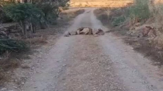 مستعمرون يغلقون طريقا ترابيا شرق طوباس