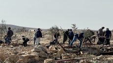 مستعمرون يخربون أراضٍ زراعية في خربة مسعود جنوب جنين