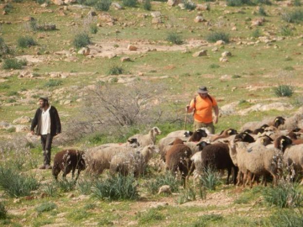 مستعمرون يطلقون مواشيهم في أراضي المواطنين شرق رام الله