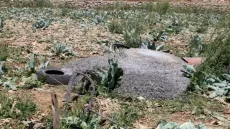مستعمرون يستولون على بئر مياه جنوب يطا