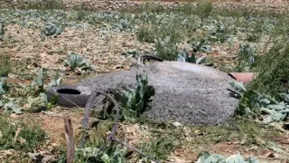 مستعمرون يستولون على بئر مياه جنوب يطا