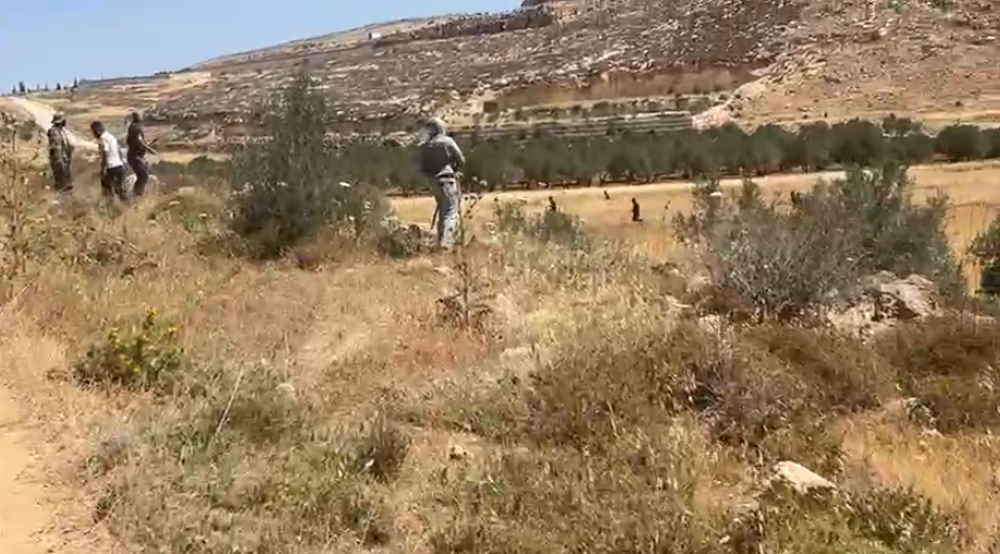 مستعمرون يخربون أراضٍ زراعية في قرية المغير شرق رام الله
