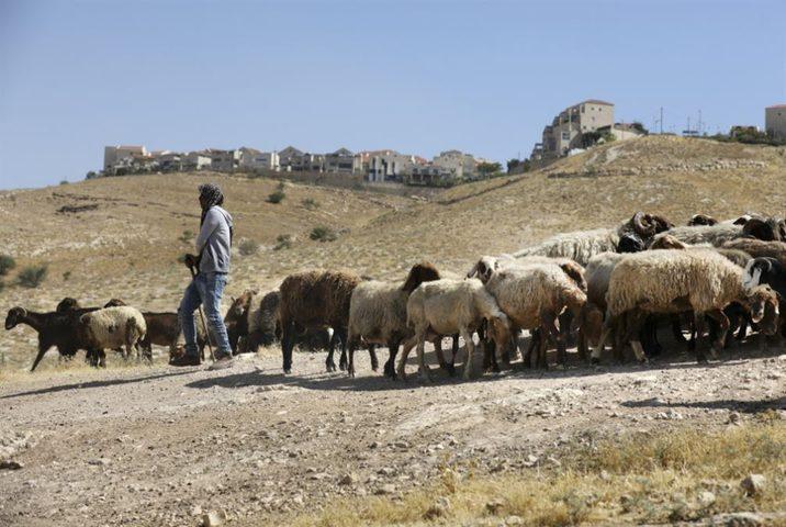 مستعمرون يطلقون أغنامهم بين مساكن المواطنين شرق القدس