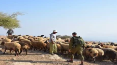 مستعمرون يمنعون مواطنين من رعي مواشيهم في الأغوار الشمالية