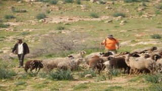 مستعمرون يرعون أغنامهم في أراضي المغير شرق رام الله