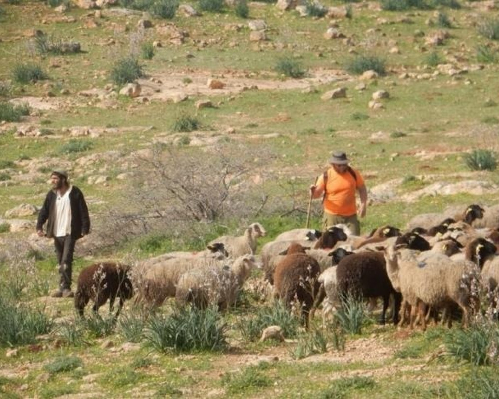 مستعمرون يرعون أغنامهم في أراضي المغير شرق رام الله