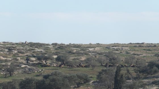 مستعمرون يتلفون مزروعات في أراضي المغير شرق رام الله
